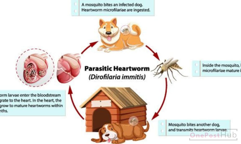 Heartworm Disease