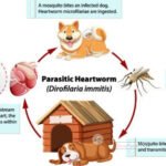 Heartworm Disease