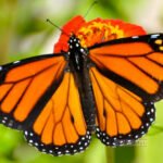 Monarch Butterfly