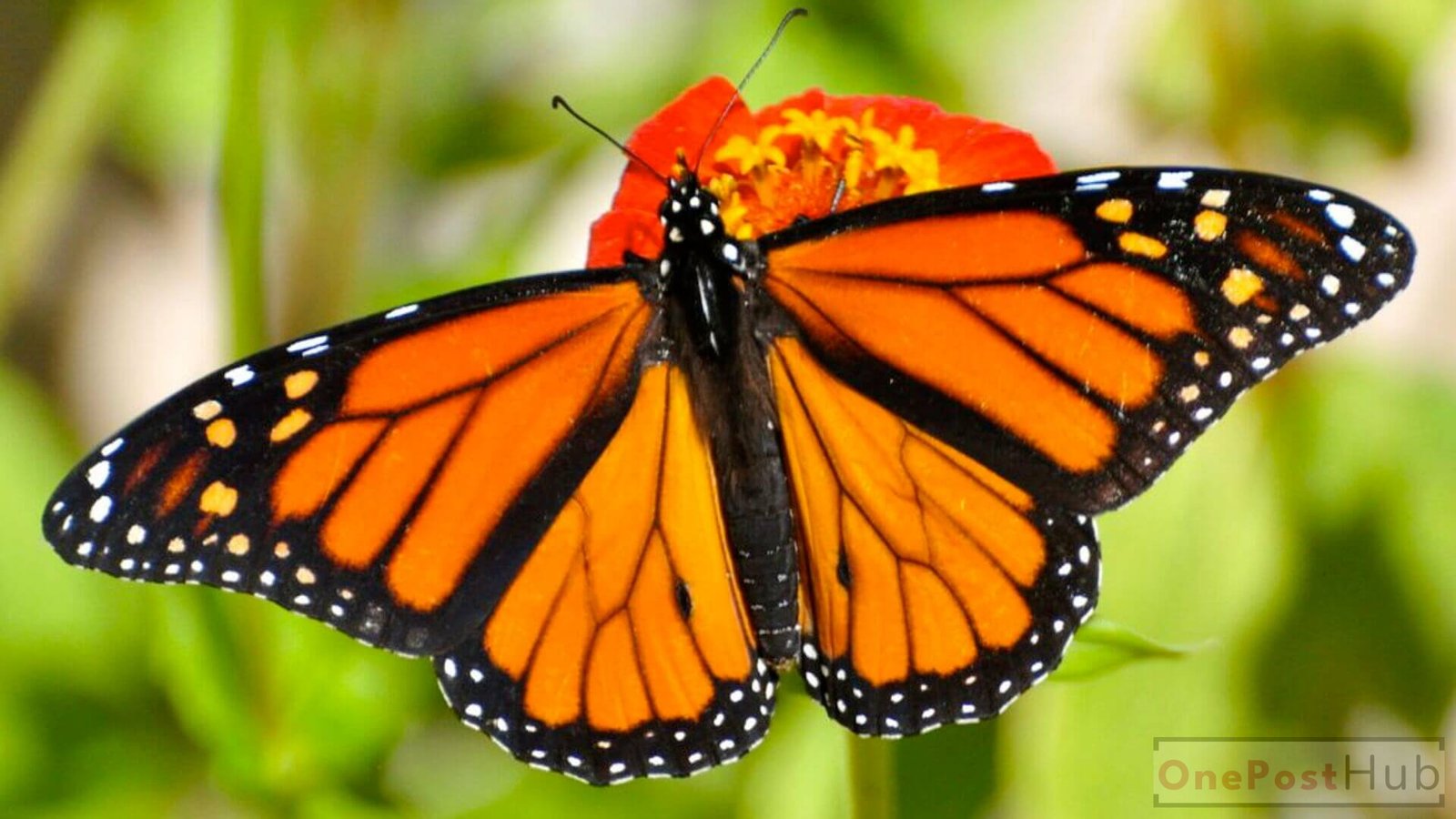 Monarch Butterfly
