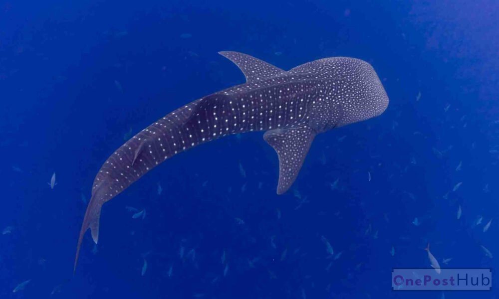 Whale Sharks