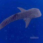 Whale Sharks