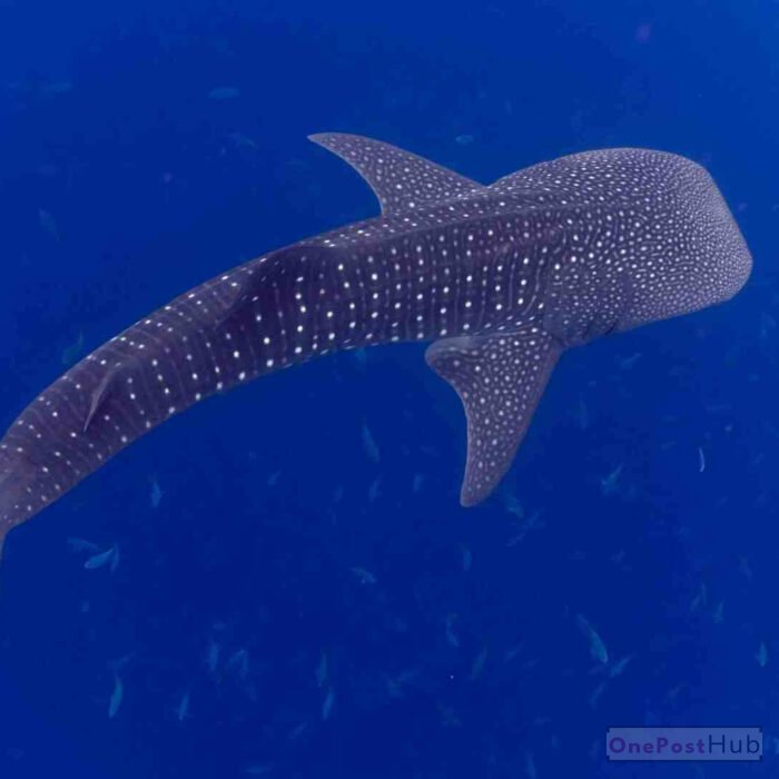 Whale Sharks