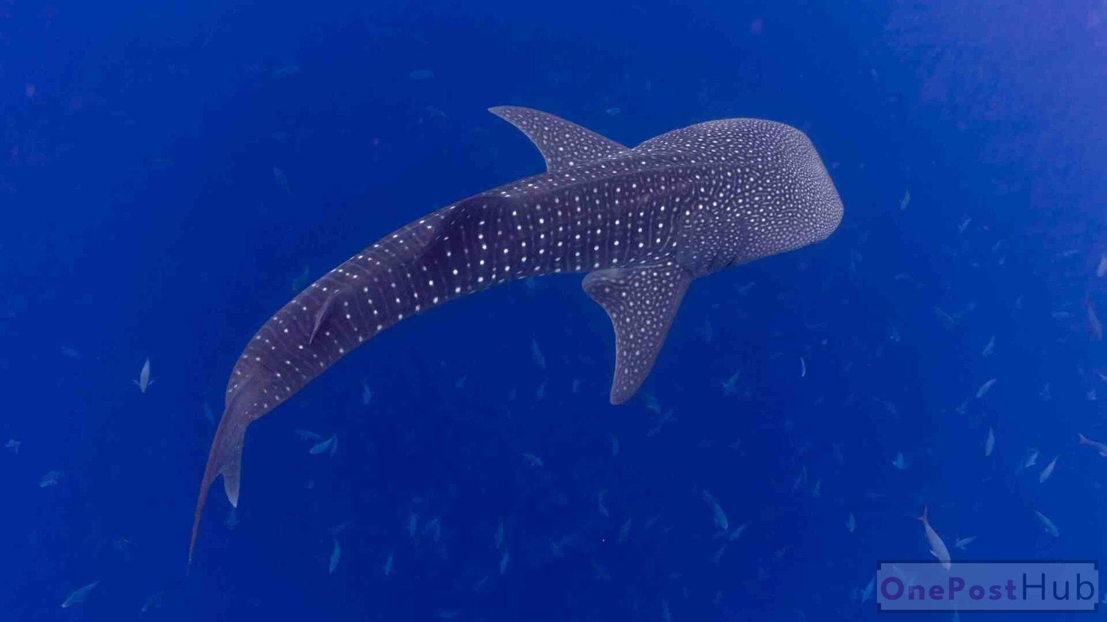 Whale Sharks